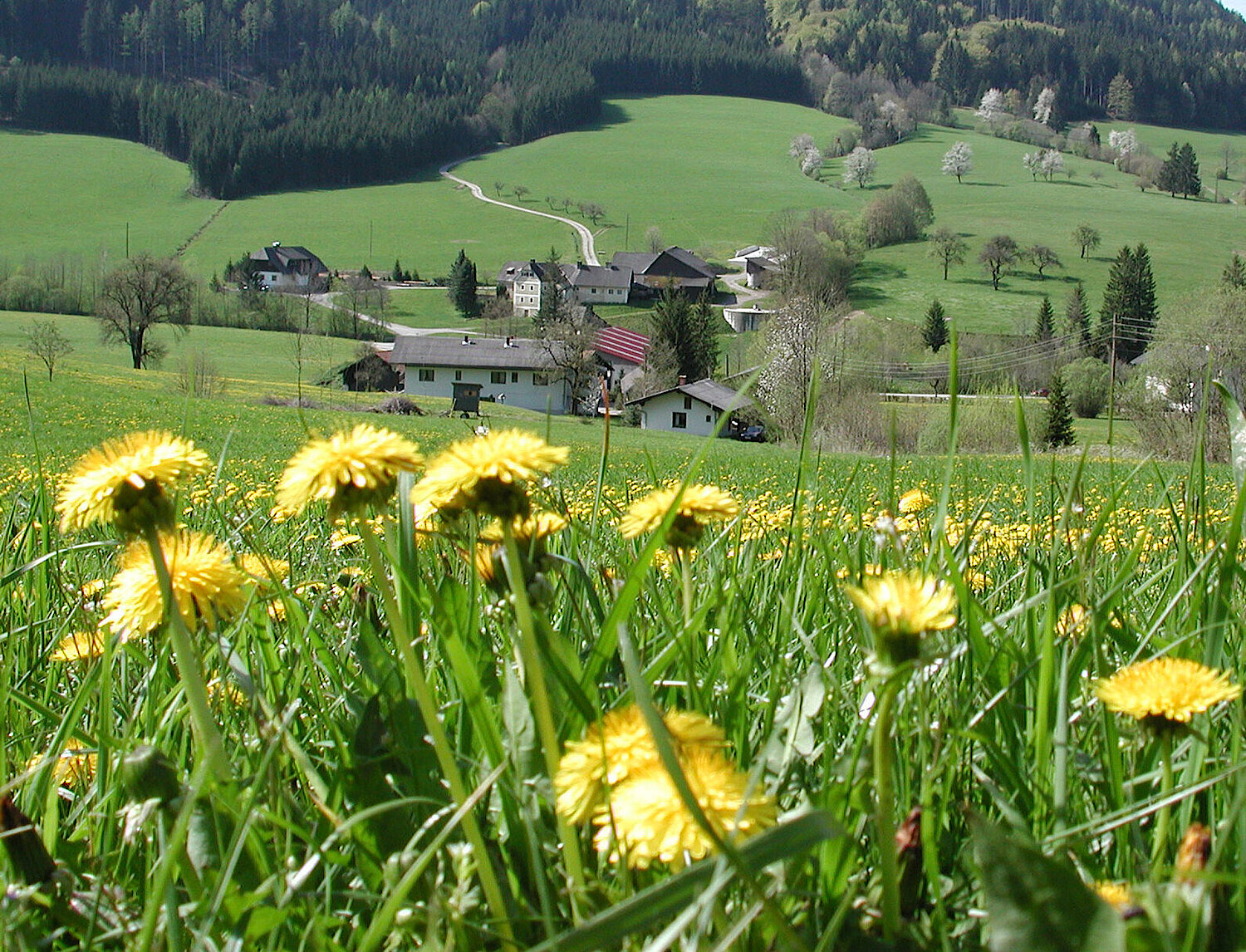 Foto Frühlingswiese mit Dorf