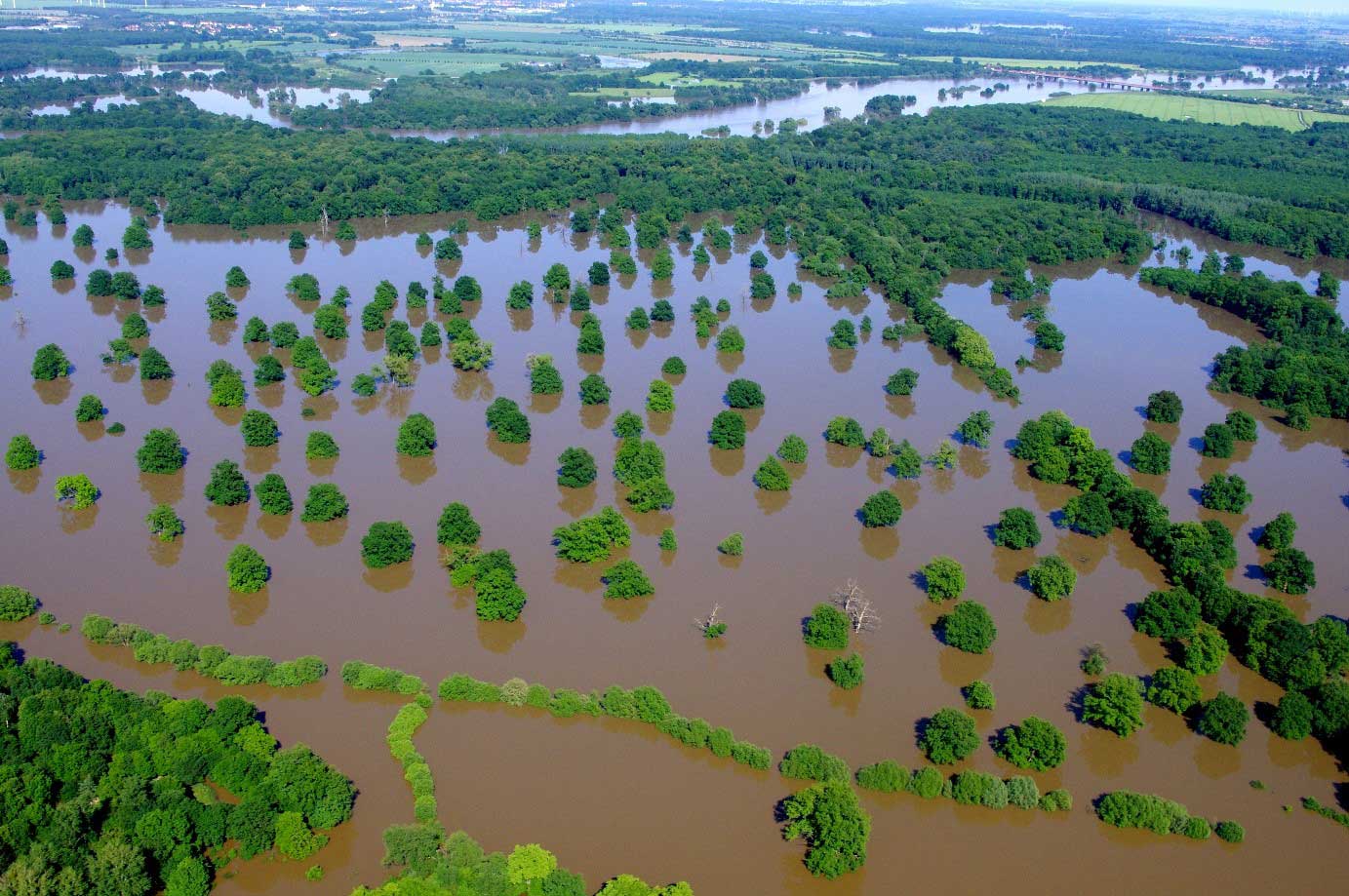 Healthy wetlands provide nature-based solutions for flood protection. Photo of flood in the wood